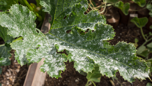 Living with Powdery Mildew - zucchini leaf with spots