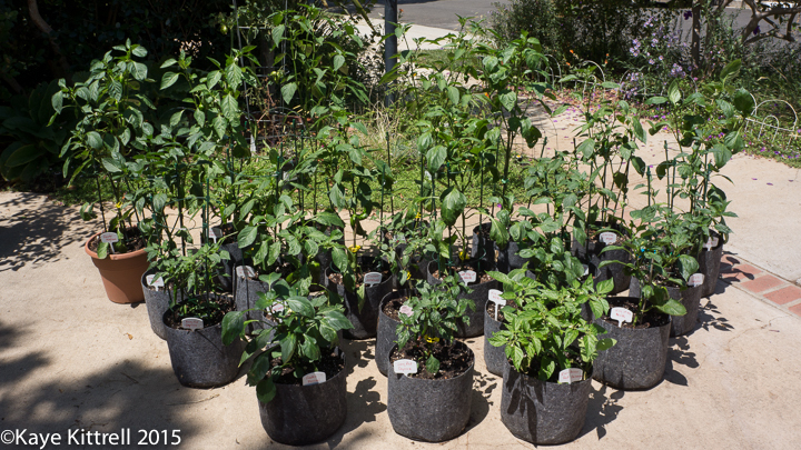 Good help is hard to find - peppers on driveway