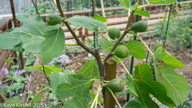 The best way to eat a fig - fig tree