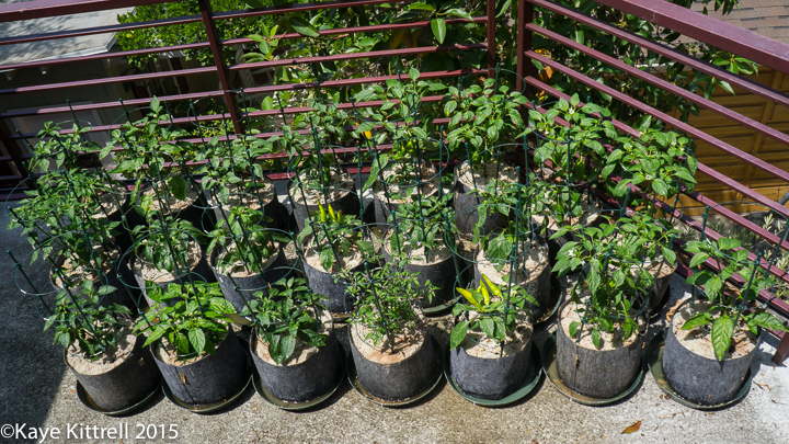 Good help is hard to find - peppers