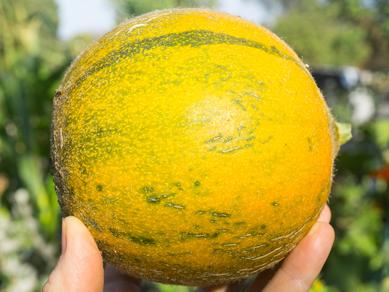 Collective Farm Woman is a Keeper! - melon