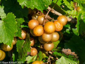 Files from the Road: Muscadine Harvest - grapes