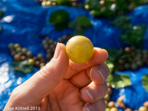 Files from the Road: Muscadine Harvest - muscadine grape