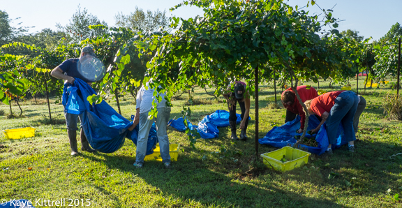 Files from the Road: Muscadine Harvest - Cheerful helpers