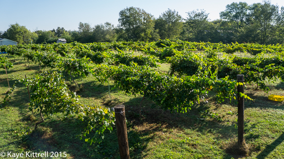 Files from the Road: Muscadine Harvest - one acre of vines