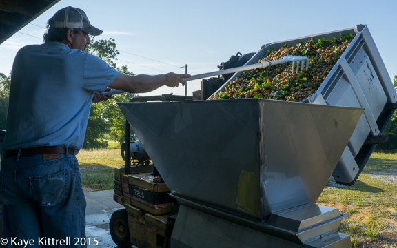 Files from the Road: Muscadine Harvest - Crusher