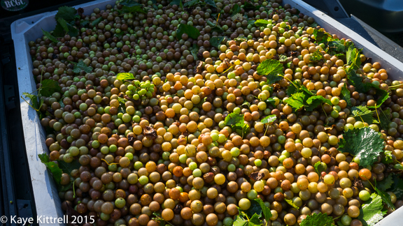 Files from the Road: Muscadine Harvest - ton of grapes