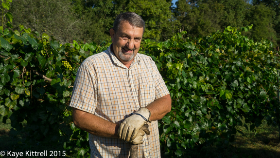 Files from the Road: Muscadine Harvest - Carson Chessor