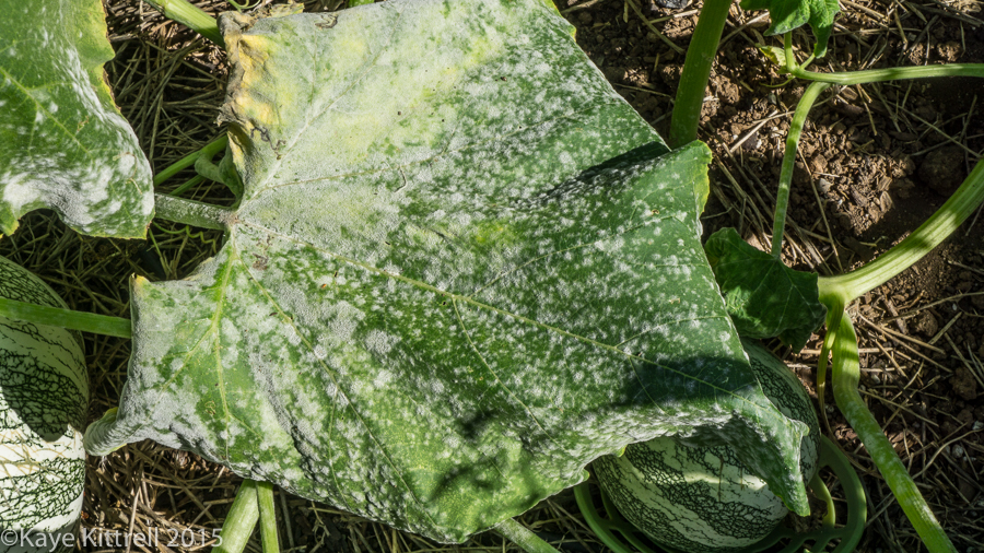 Pshaw, Cushaw! - powdery mildew