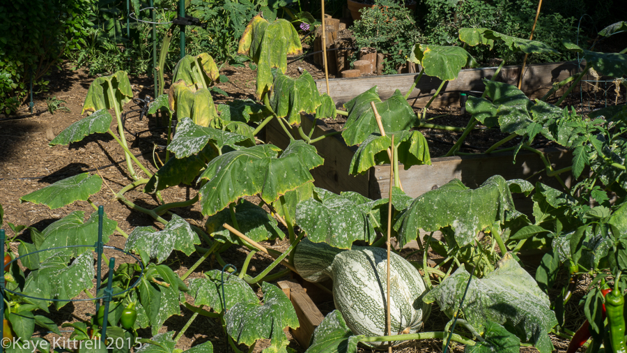 Pshaw, Cushaw! - leaves wilting