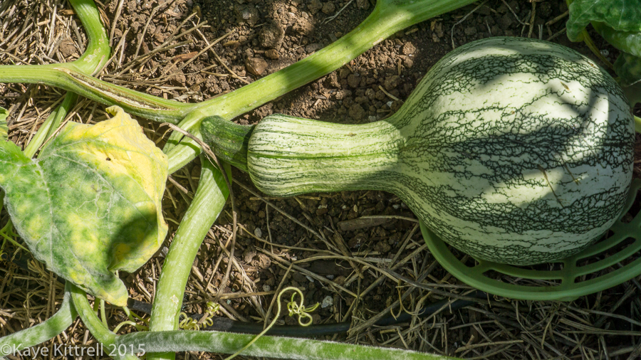 Pshaw, Cushaw! - split stem