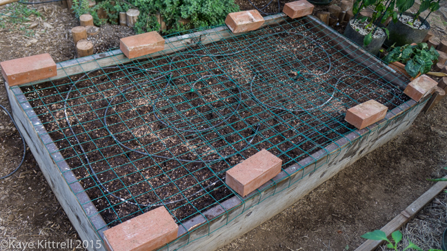 Battening down the hatches - raised bed