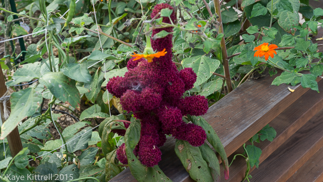 Battening down the hatches - fence with amaranth