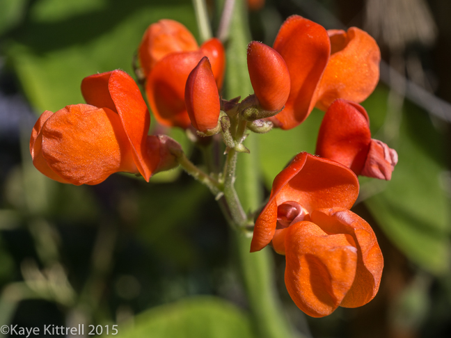 Supreme Scarlet Emperor Beans - blooms
