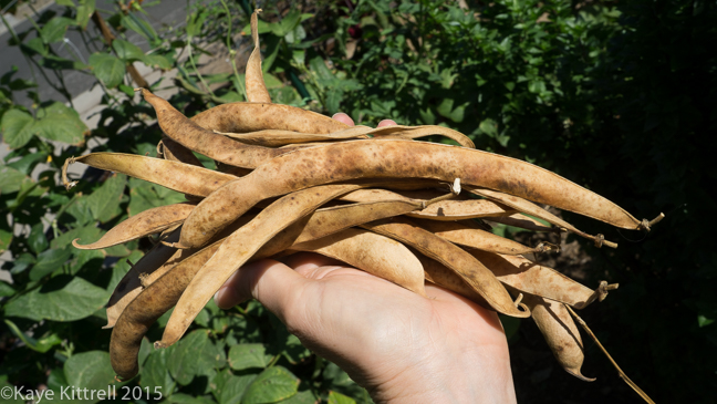 Supreme Scarlet Emperor Beans - 15 pods