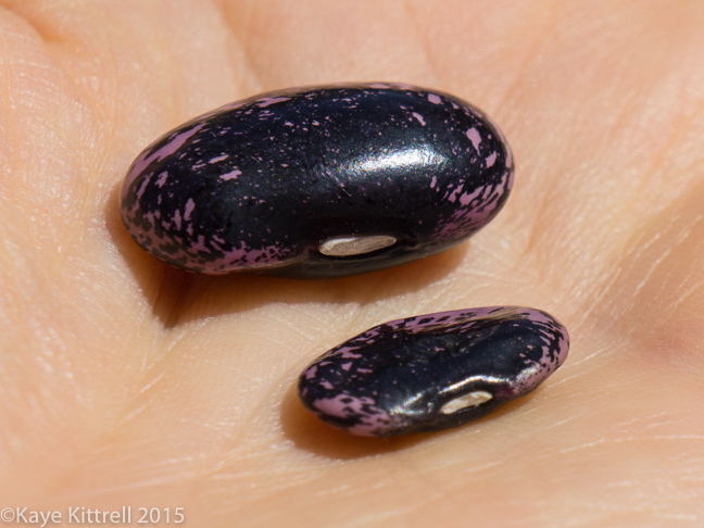 Supreme Scarlet Runner Beans - seed size
