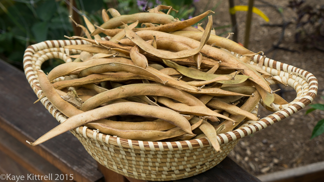 Supreme Scarlet Emperor Beans - pods in basket