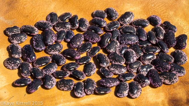 Supreme Scarlet Emperor Beans - harvest