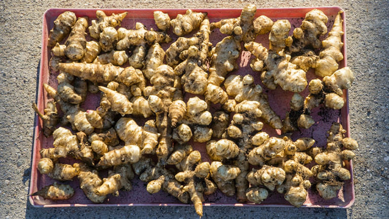 Jerusalem Artichoke Success! - harvest