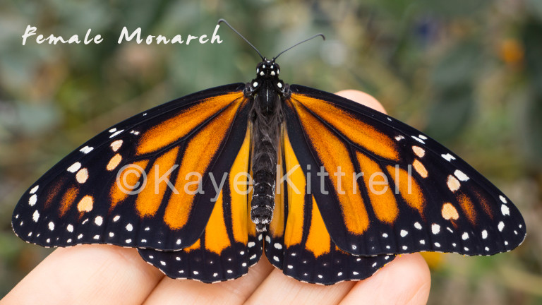 Magnificent Monarchs, Migration & Metamorphosis