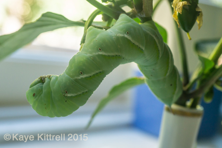Tomato & Tobacco Hornworm Pests