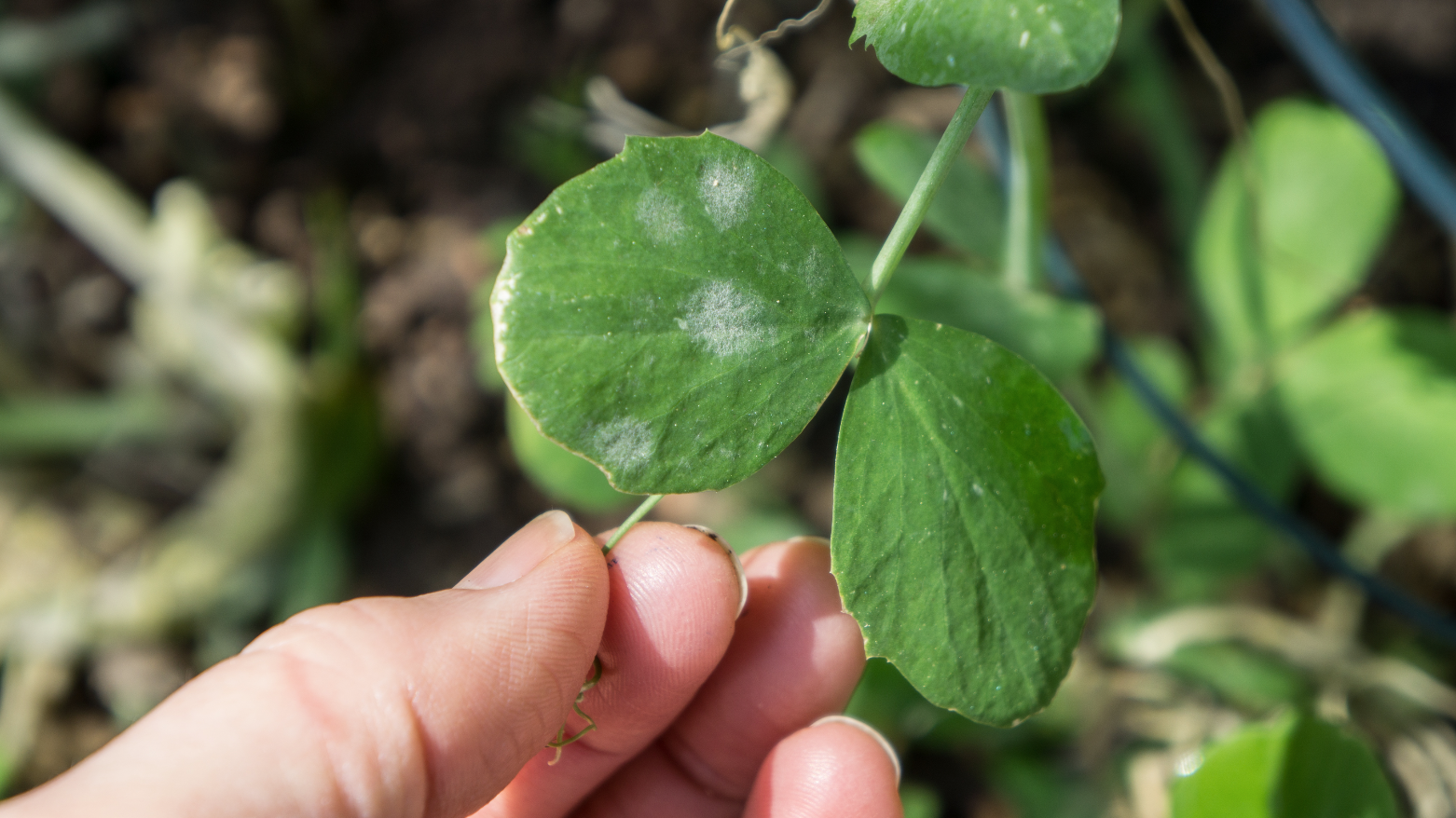 Get your garden under control! - mildew