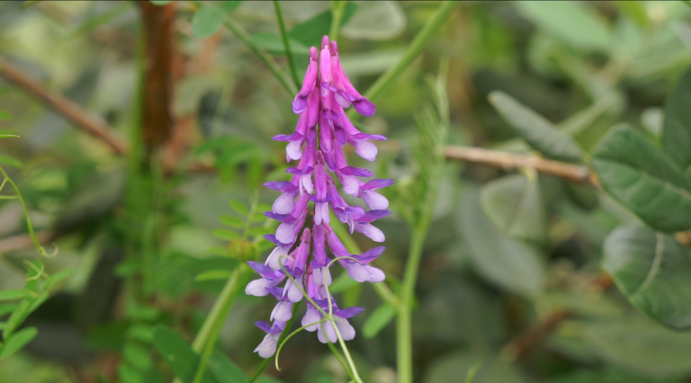 Get your garden under control! - vetch blooms