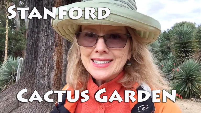 Cactus Lovers, Check this Out!