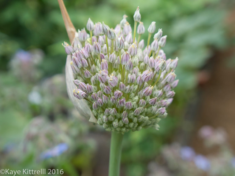Calm Before the Storm - garlic bloom