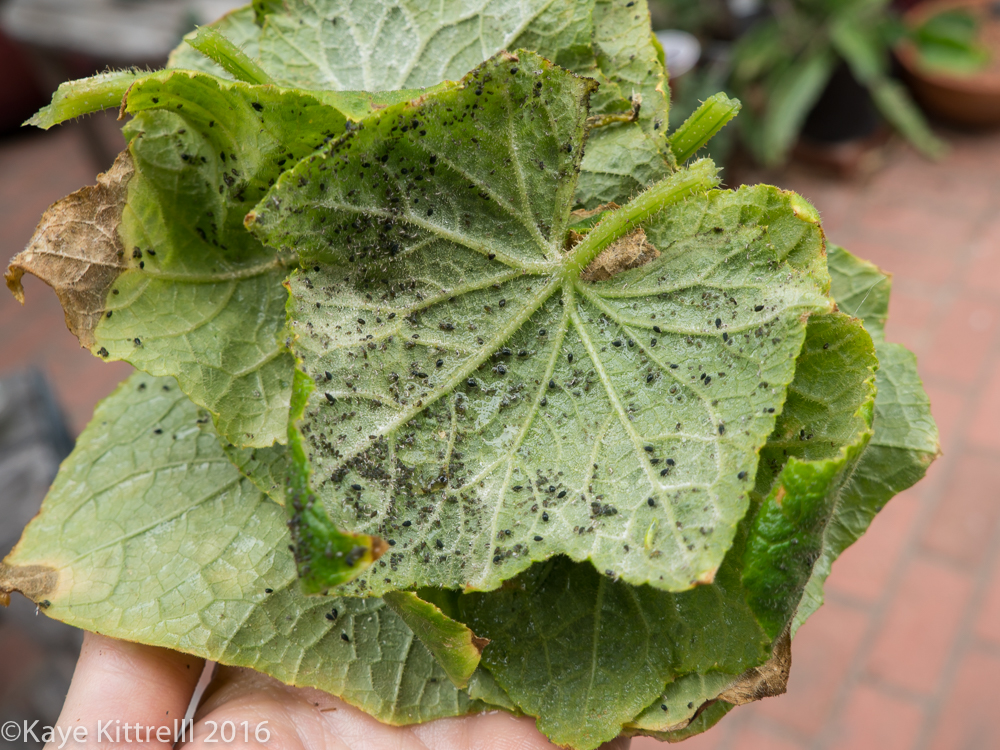 Calm Before the Storm - aphids