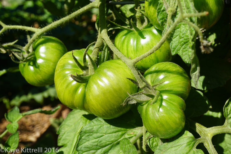 An hour a day keeps the doctor away - tomatoes