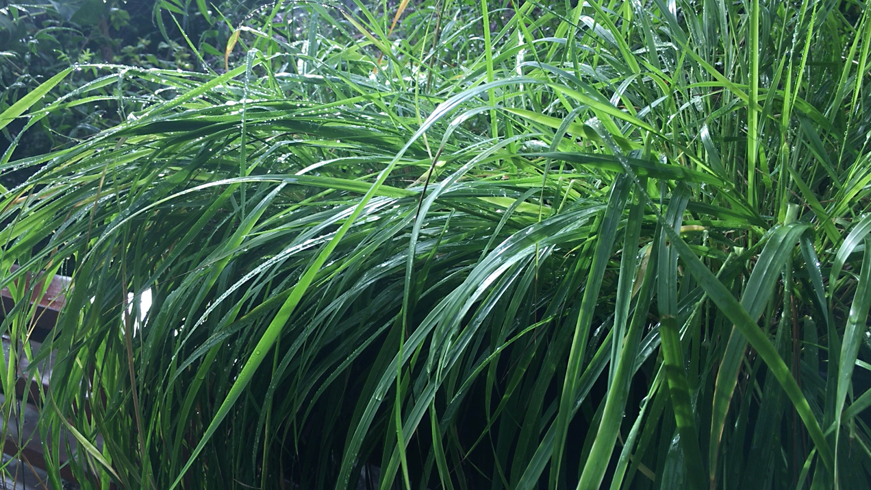 Time, Sleep, and the Importance of Rain - sweetgrass