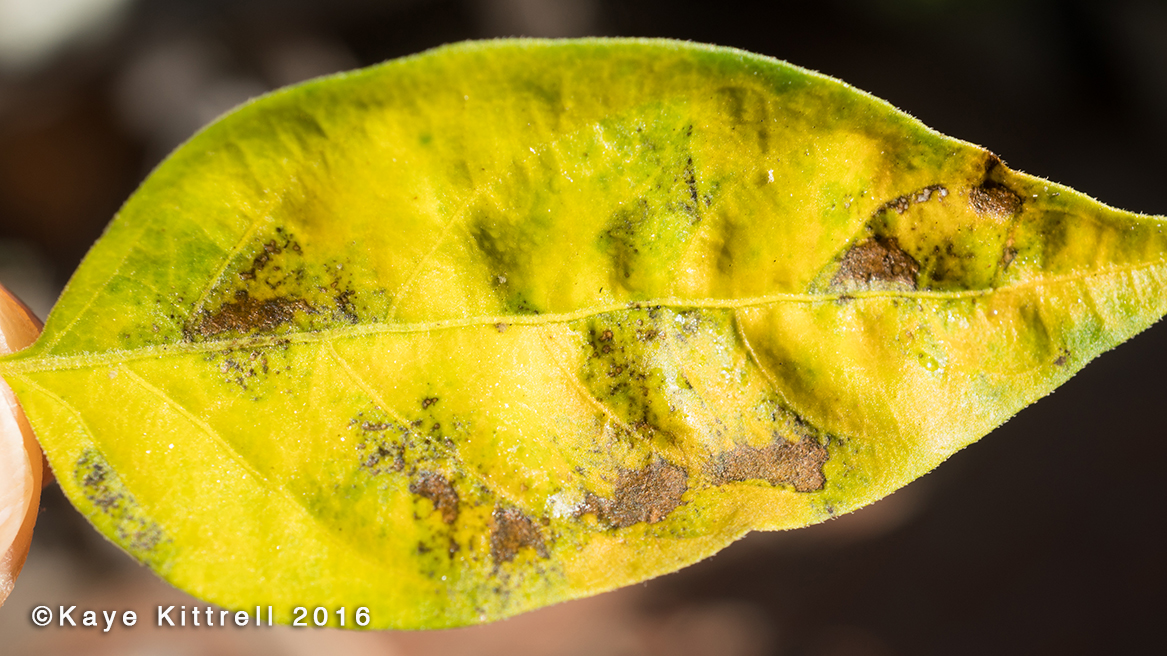 Growing Orange Thai Chilis - diseased leaf
