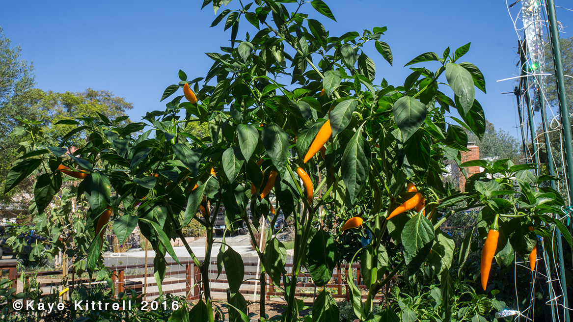 Growing Orange Thai Chilis - bush