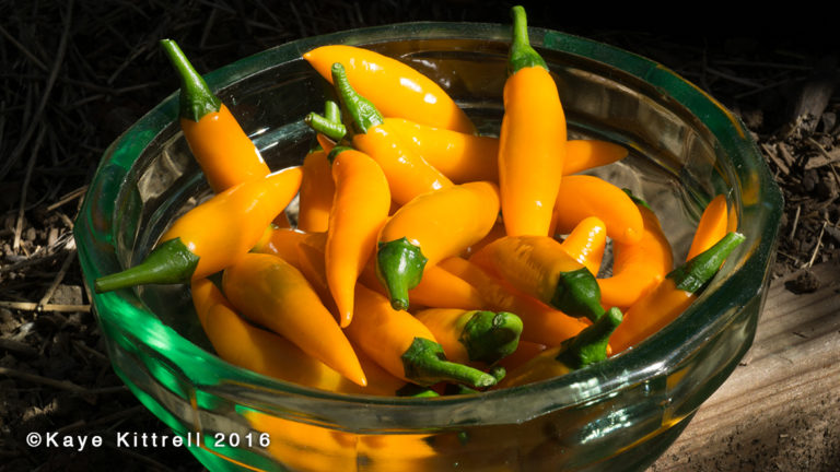 Growing Orange Thai Peppers - bowl of peppers
