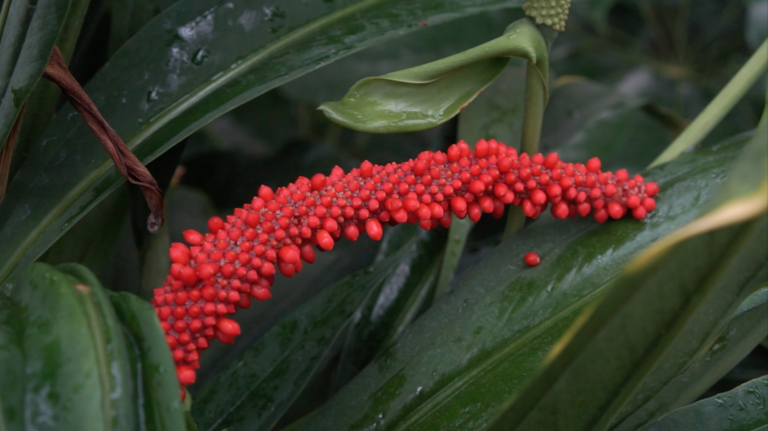 My Love Poem to the U.S. Botanic Garden
