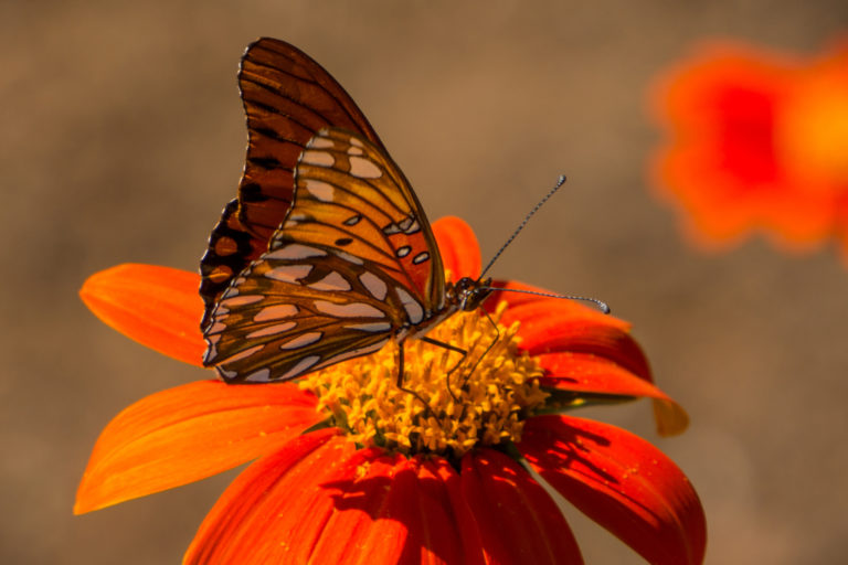 Plant flowers attract beneficial insects - fritillary