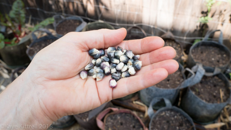 Improvisation in Urban Gardening - corn seed