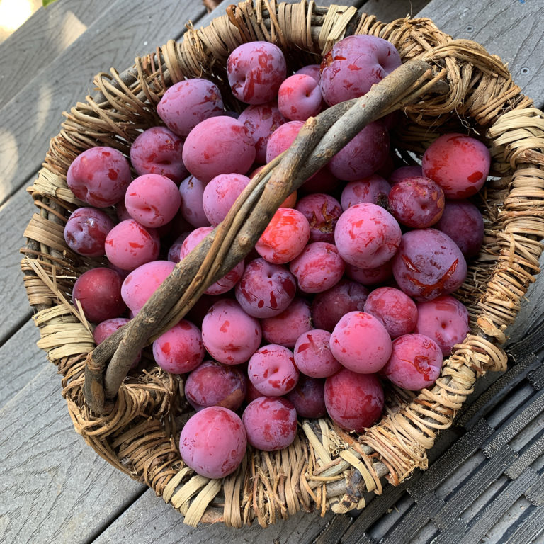 Kaye's plum harvest